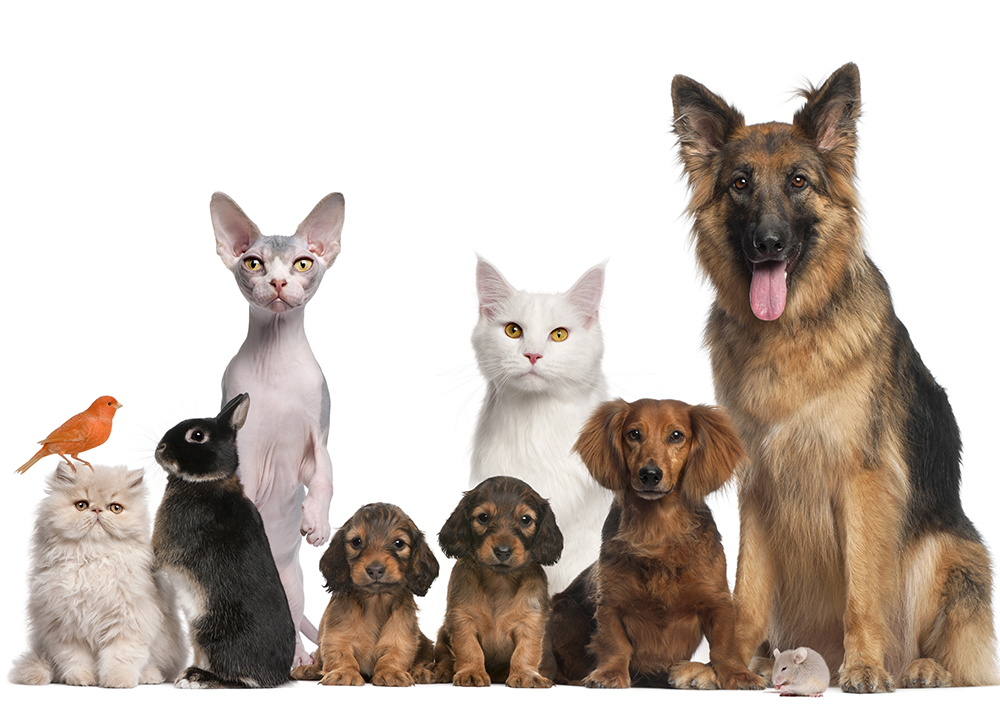 Pets and Pet Care